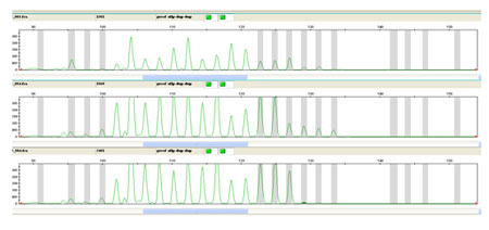 Figura 1. Imagen del secuenciador automático ABI310 con el patrón de bandas de amplificación correspondiente al marcador UMN2713 en 3 individuos diferentes