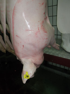 Lesiones de sarna sarcoptica en un cerdo