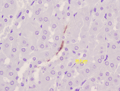 Figura 1. Análisis inmunocitoquímico de riñón del ratón positivo al cultivo (PAP x 40)
