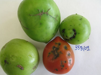 Figura 1. Aspecto que presentaban los frutos de tomate de las muestras analizadas.