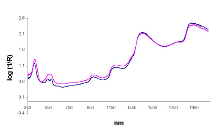 Figura 2. Espectros de la superficie de la carne de cerdo tras 9 días de conservación en distintas atmósferas, con mayor (línea rosa) o menor (línea azul) proporción de oxígeno