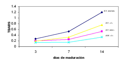 Índice TBARS (mg malonaldehido/kg tejido) para cada genotipo y tiempo de maduración