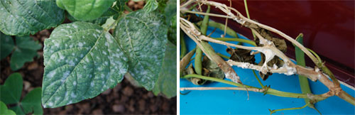1. Síntomas de oidio (izquierda) y moho blanco (derecha) en faba granja asturiana