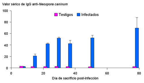 Figura 2. Respuesta sérica en toros infectados y testigos a Neospora caninum según los días transcurridos tras la infección hasta el sacrificio