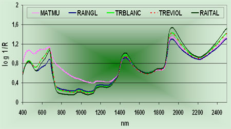 Figura 2. Espectros NIRS promedio de materia muerta y especies puras de raigrás y trébol