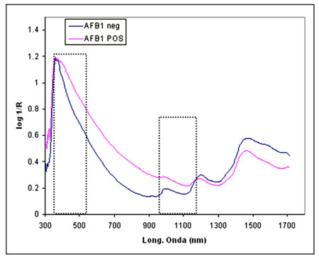 Figura 1. Espectros NIRS promedio de muestras de trigo a granel con y sin contaminación en AFB1 recogidos en un equipo on-line por red de diodos y rango 400- 1680 nm (B). Neg= sin AFB1, Pos.= con AFB1 