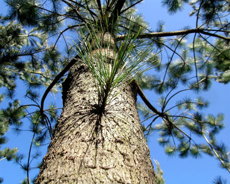 Figura 1. Brote epicórmico en un árbol podado de Pinus radiata Don