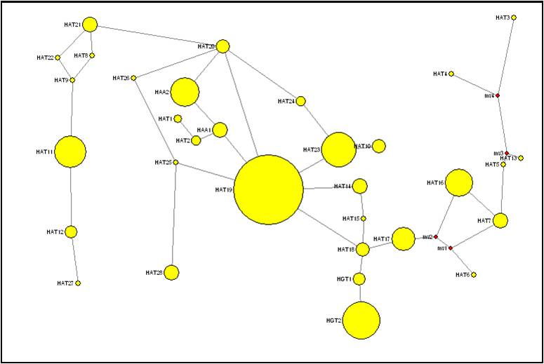 Figura 1: Imagen "Network" de los 28 haplotipos identificados en el cromosoma Y de los ovinos.
