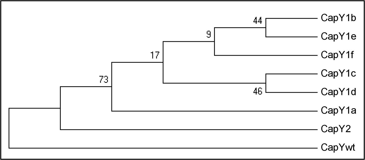 Figura 2: Árbol filogenético UPGMA de los haplogrupos identificados en el cromosoma Y caprino. Se ha usado un macho de cabra montés de Gredos como referencia (CapYwt).Figura 2: Árbol filogenético UPGMA de los haplogrupos identificados en el cromosoma Y caprino. Se ha usado un macho de cabra montés de Gredos como referencia (CapYwt).Figura 2: Árbol filogenético UPGMA de los haplogrupos identificados en el cromosoma Y caprino. Se ha usado un macho de cabra montés de Gredos como referencia (CapYwt).Figura 2: Árbol filogenético UPGMA de los haplogrupos identificados en el cromosoma Y caprino. Se ha usado un macho de cabra montés de Gredos como referencia (CapYwt).Figura 2: Árbol filogenético UPGMA de los haplogrupos identificados en el cromosoma Y caprino. Se ha usado un macho de cabra montés de Gredos como referencia (CapYwt).