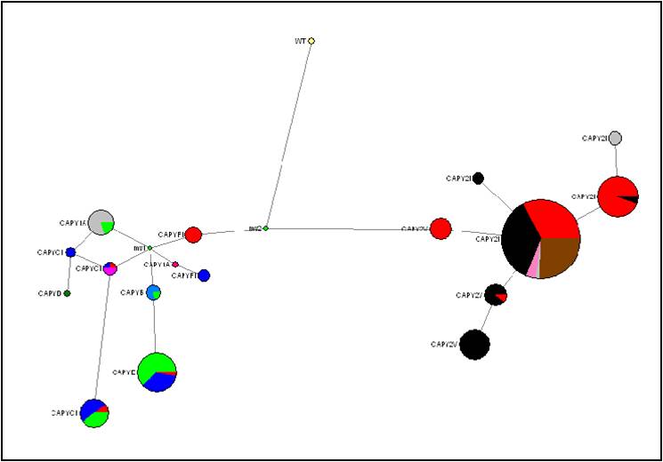Figura 3: Imagen "Network" de los haplotipos del cromosoma Y caprino. 