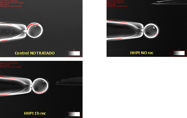 Imágenes de microscopía de luz polarizada correspondientes a un ovocito control (Control NO TRATADO), a un ovocito sometido a tratamiento HHP sin recuperación posterior (HHPt NO rec) y un ovocito tratado con presión e incubado en medio de maduración durante 1 h después del tratamiento (HHPt 1h rec).