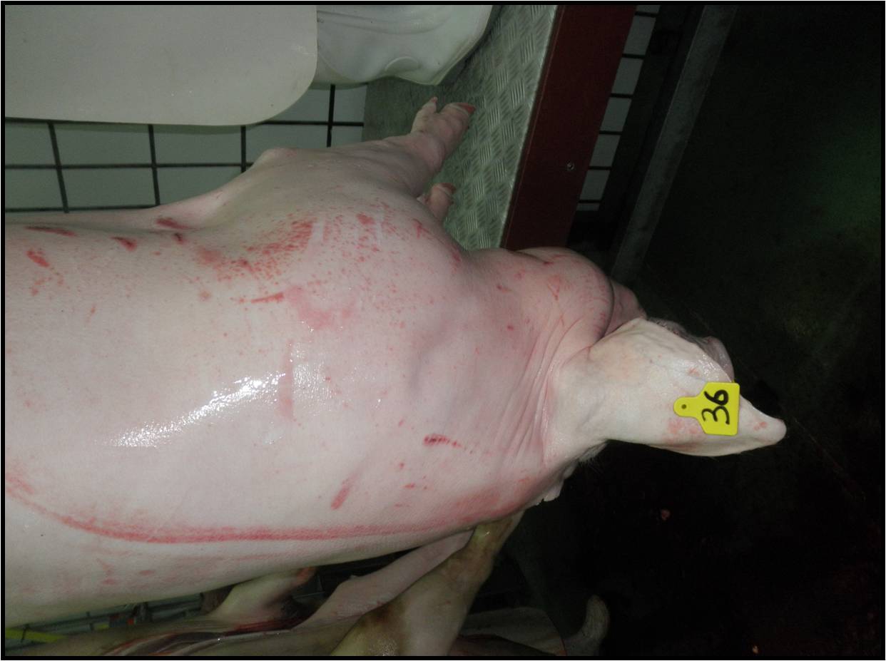 Figura 1. Cerdos con lesiones papulomatosas compatibles con sarna sarcóptica.