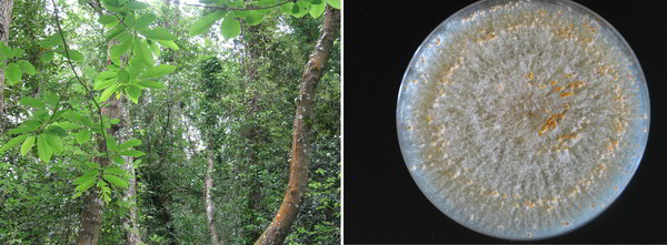 Figura 1. Izquierda, castaño con chancro; derecha, aislamiento de C. parasitica.