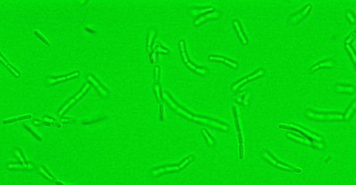 Microscopía de bacterias lácticas (1000X). © SERIDA