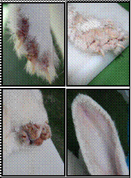 Figura 1. Lesiones típicas de sarna sarcóptica en conejos infestados experimentalmente con S. scabiei, mostrando cada fotograma un estadio distinto de la infestación.