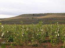 Fig. 1. Detalle de las estaquillas recién plantadas y tras su posterior brotación a finales del verano de 2010.