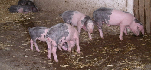 Cerdos de la raza Gochu Astur Celta