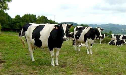 Vacas frisonas