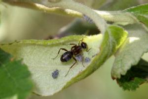 Hormiga atendiendo una colonia de pulgón ceniciento de manzano
