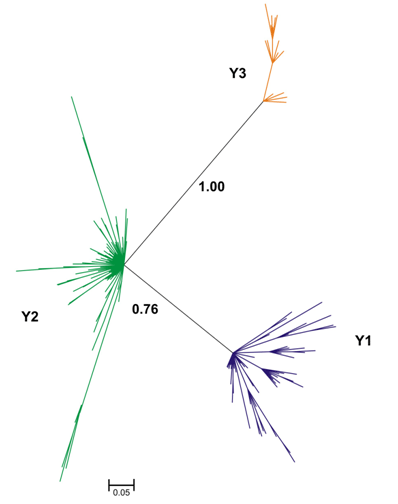 Análisis Bayesiano de dos marcadores multibanda sobre 453 individuos bovinos realizado mediante el programa MrBayes 3.1. El haplogrupo Y1 se muestra en azul, el haplogrupo Y2 se muestra en verde y el haplogrupo Y3 se muestra en naranja. La confianza estadística de separación del haplogrupo Y3 con los correspondientes a la subespecie B. taurus es del 100% , mientras que la separación entre los dos haplogrupos de ganado europeo es del 76%. La mayor diversidad haplotípica del haplogrupo Y1 sería compatible con una introgresión de uro europeo en el ganado doméstico